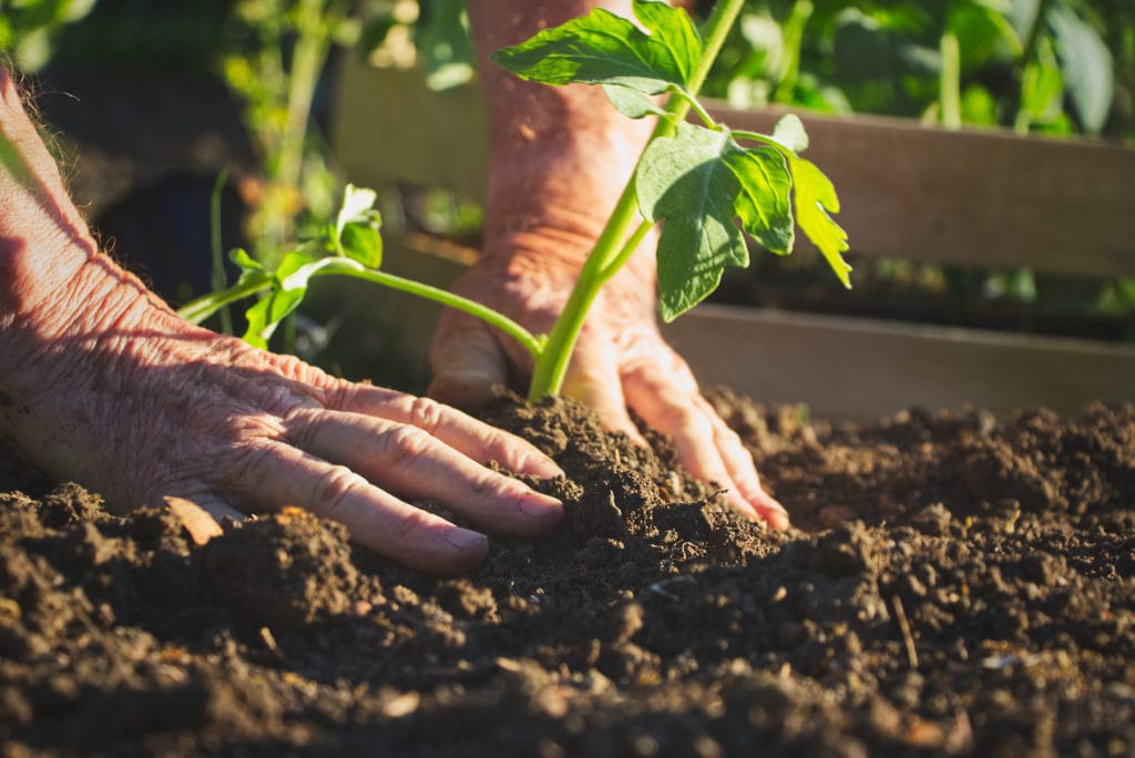 Gardening young plant into bed.