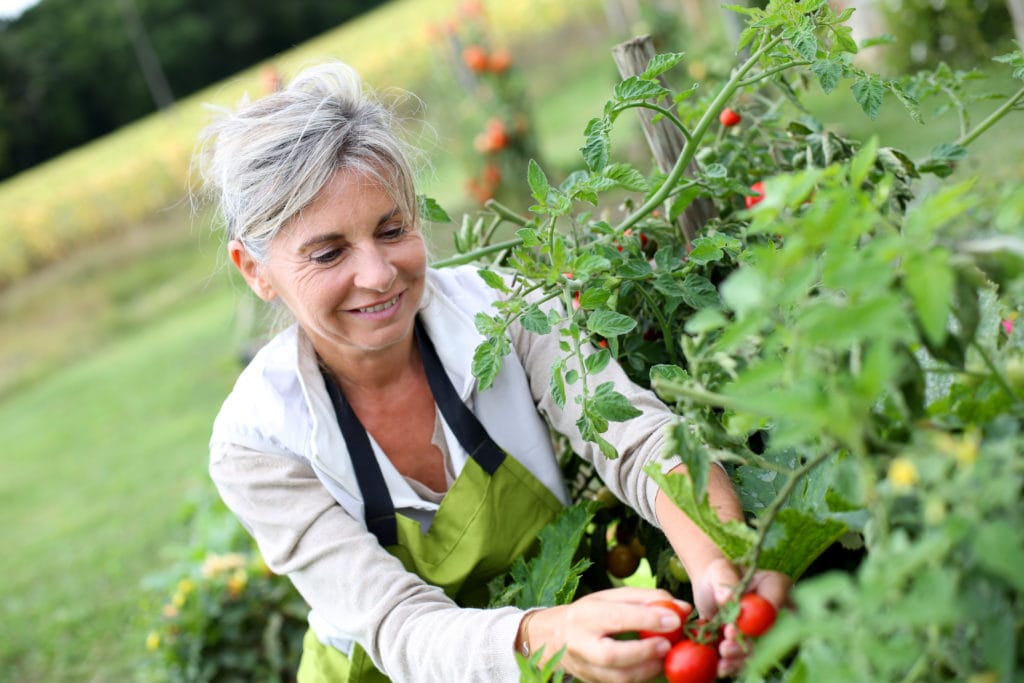 Older woman picking tomatoes from garden
