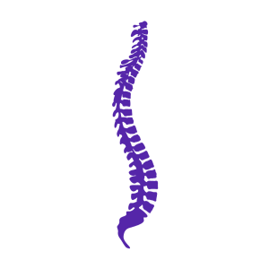 Graphic of a spine in purple